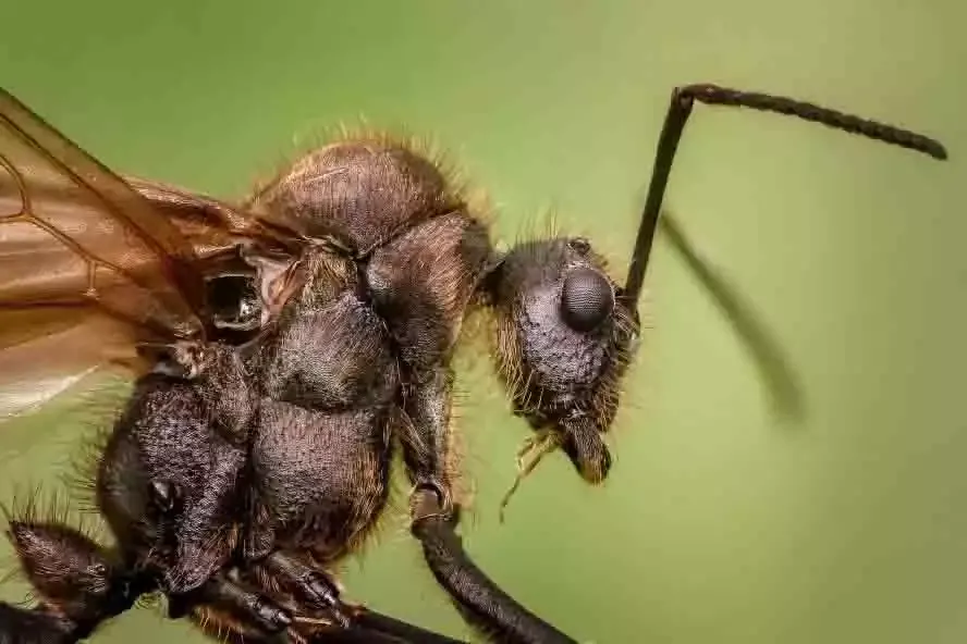 A winged ant in close-up