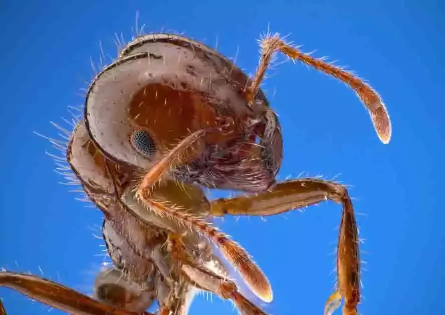 A red ant against a blue sky