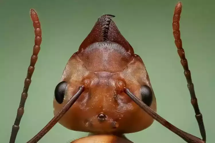 The head of an ant in close-up