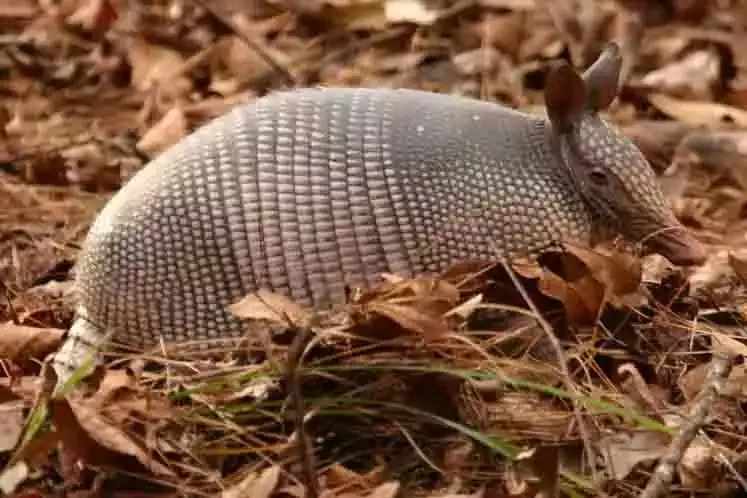 A nine-banded armadillo foraging in leaf litter
