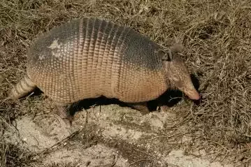 An armadillo digging in dirt