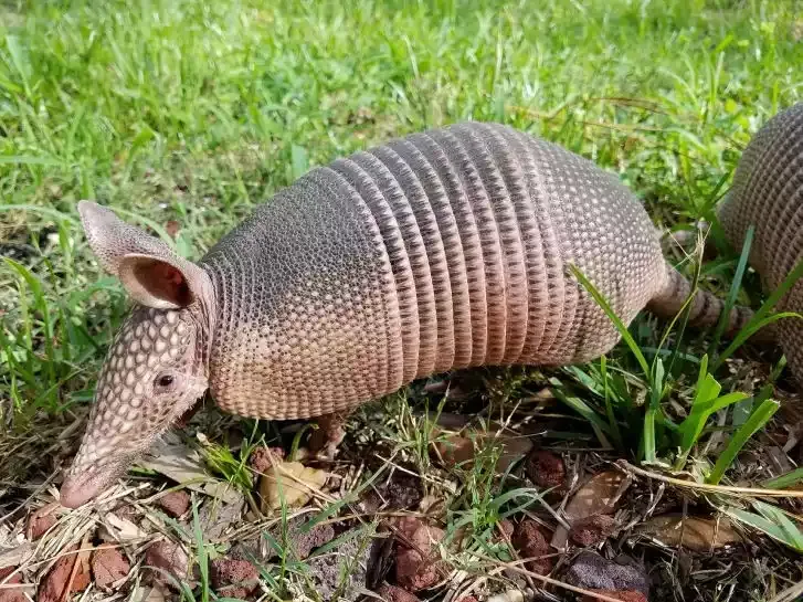 An armadillo in green grass