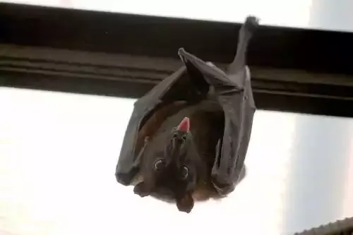 A bat hanging upside down from a rafter