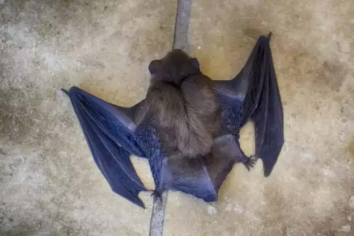 A bat with its wings spread
