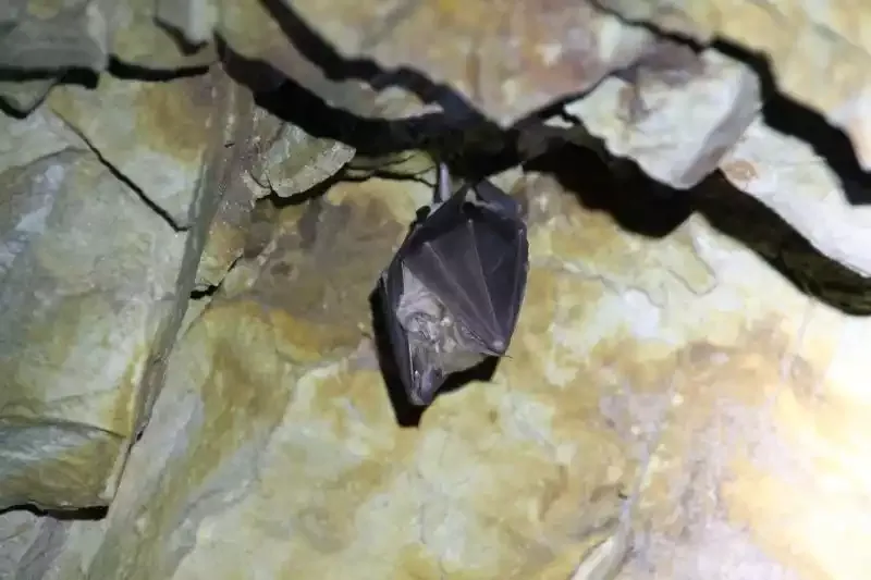 A bat roosting on a rock face