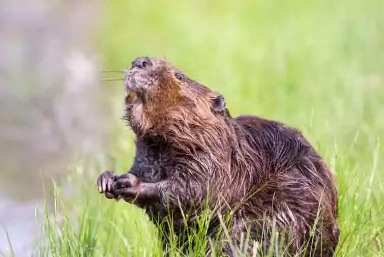A beaver sitting on a grassy bank