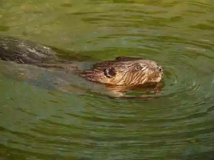 A beaver swimming