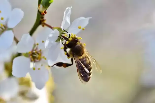 A honey bee on white blossoms
