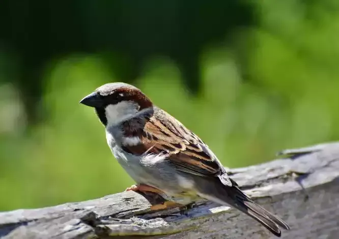 A house sparrow on a branch