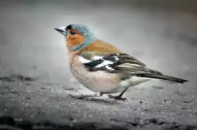 A chaffinch on a rock
