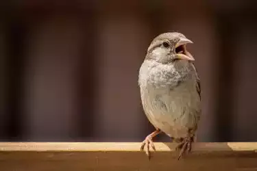 A sparrow on a wooden rail