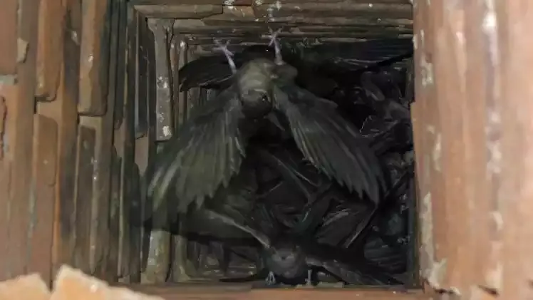 Chimney swifts clinging inside a chimney flue