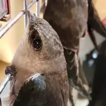A chimney swift in close-up