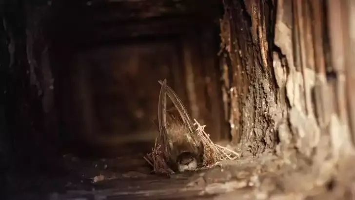 The inside of a chimney where swifts nest