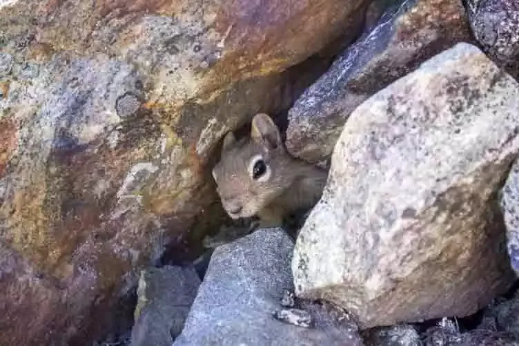 A chipmunk among rocks