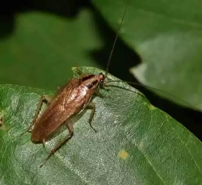 A cockroach on a leaf