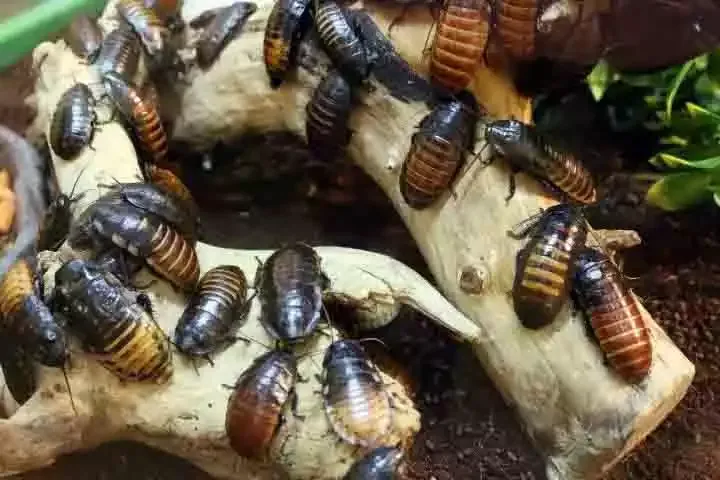 A group of cockroaches
