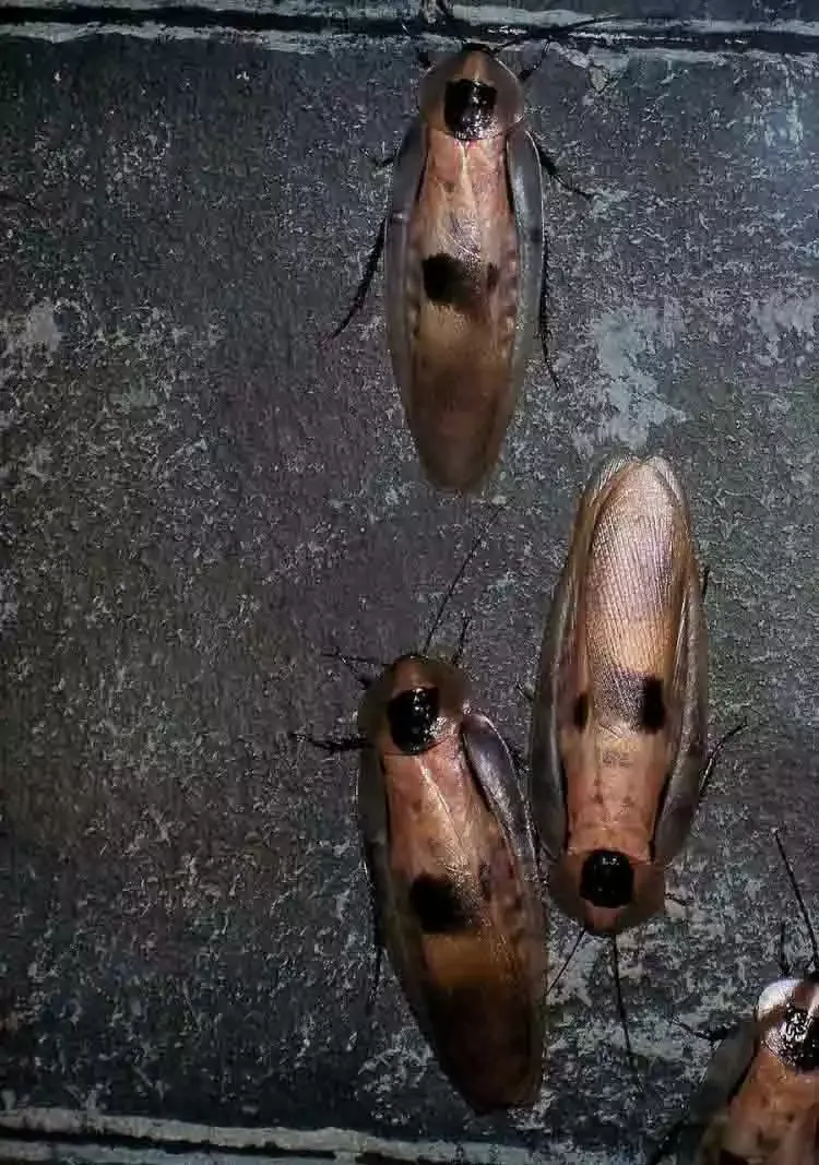 Two cockroaches on a wall