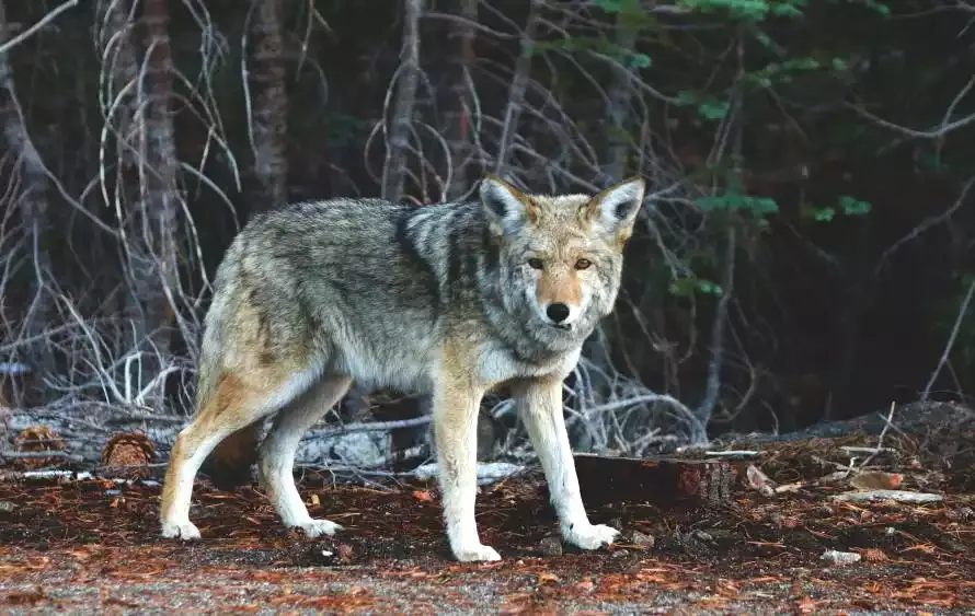 A coyote standing in the woods