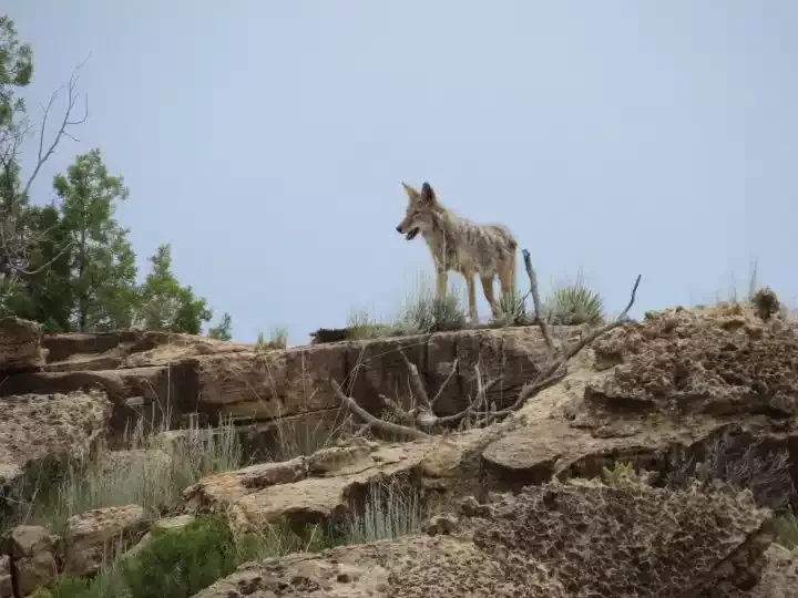 A coyote on a rocky ridge