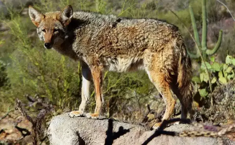 A coyote in brush
