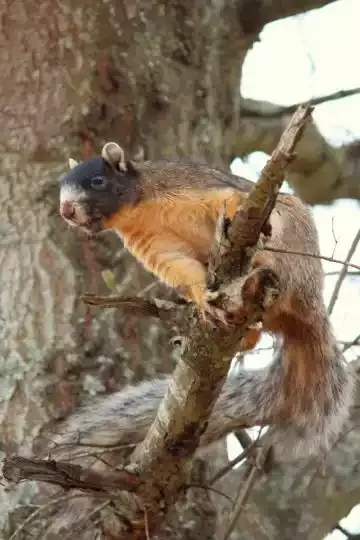 A flying squirrel clinging to a tree branch