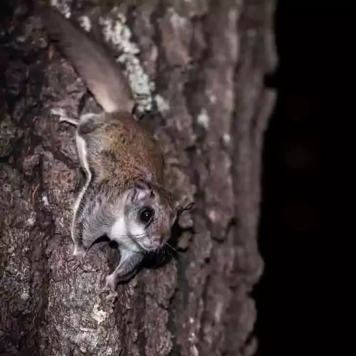 A flying squirrel on the bark of a tree