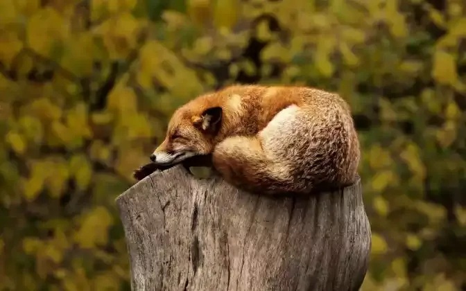 A red fox curled on a tree stump