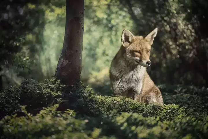 A fox standing in a forest
