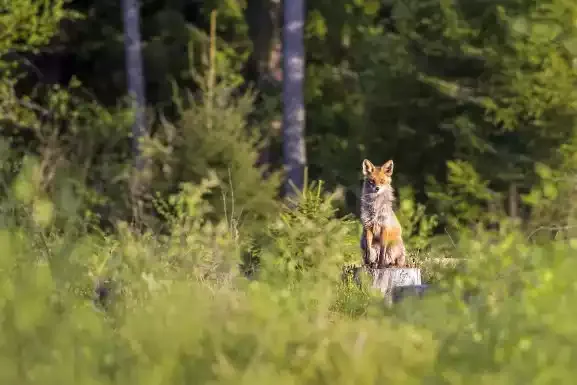 A red fox in tall grass