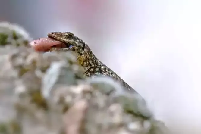 A lizard on a rock with its tongue out