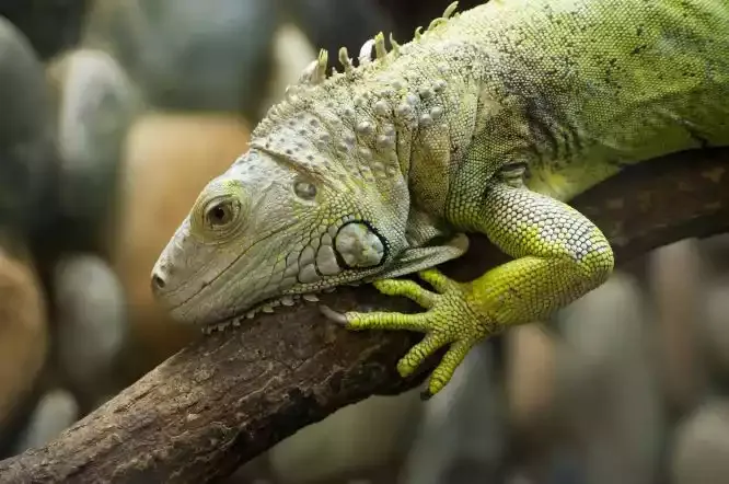 A green lizard on a branch