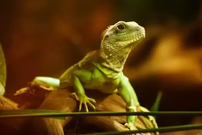 A lizard on a log