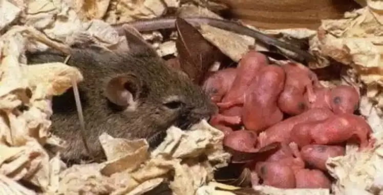 A mouse nest with newborn mice
