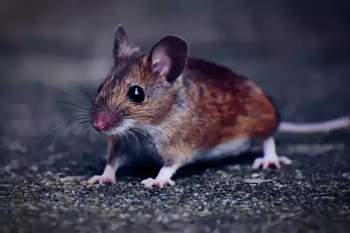 A house mouse on the ground