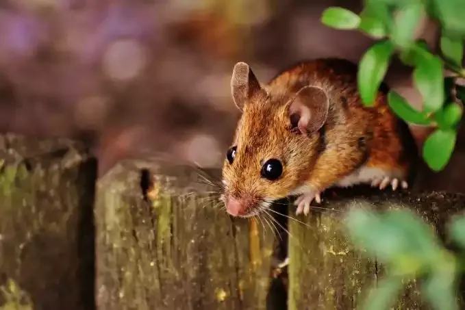 A mouse on a wooden fence