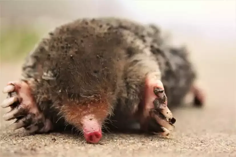 A mole showing its broad digging claws