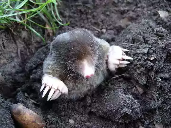 A mole emerging from a mound of soil