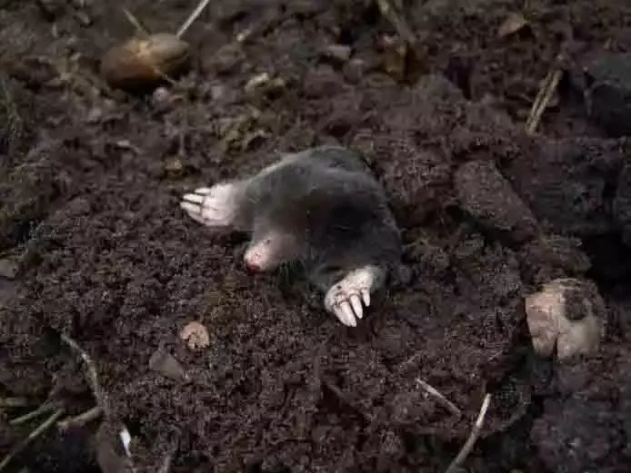 A mole in freshly turned dirt