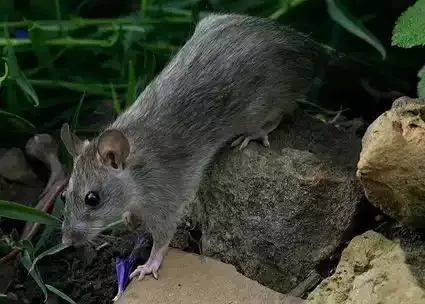 A Norway rat on rocks