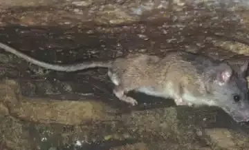 A rat along a stone ledge