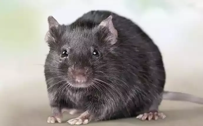 A dark rat in close-up