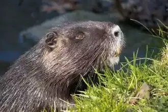 A nutria at the edge of the water