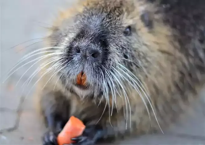 A nutria eating a carrot