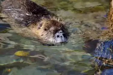 A nutria swimming