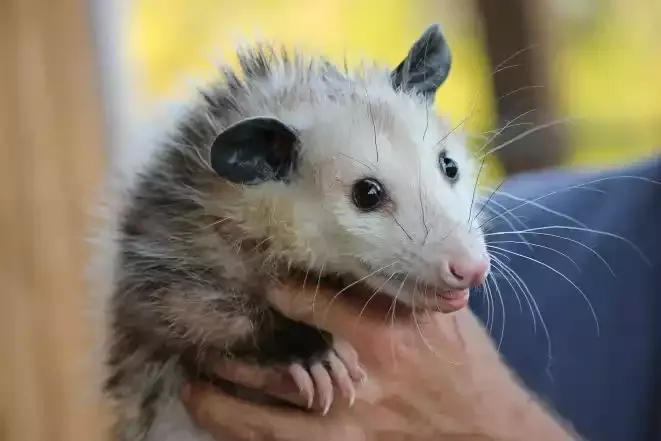 An opossum held in a gloved hand