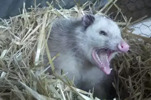 An opossum hissing from a nest of straw