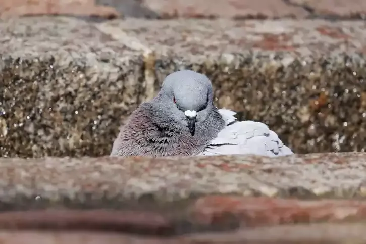 A pigeon sitting on a ledge