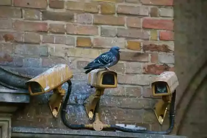 Pigeons perched on security cameras
