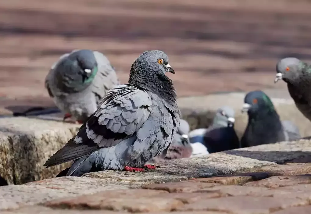 Pigeons gathered on a rooftop
